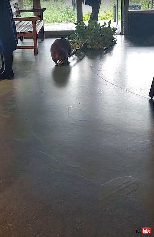 科学館に入るビーバー