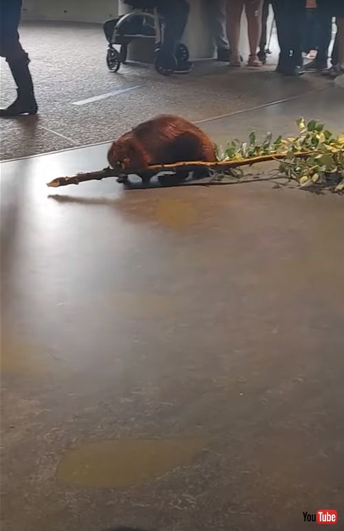 木の枝を運ぶビーバー