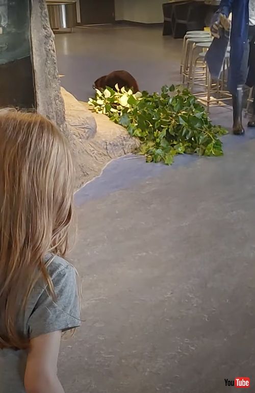 周りから注目されるビーバー