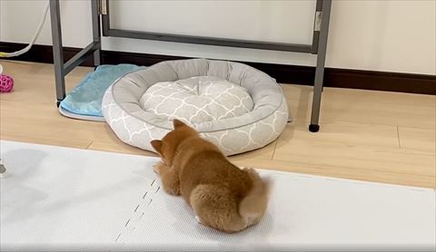 しっぽがブレてる