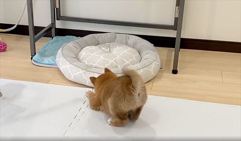 おしり突き上げてる