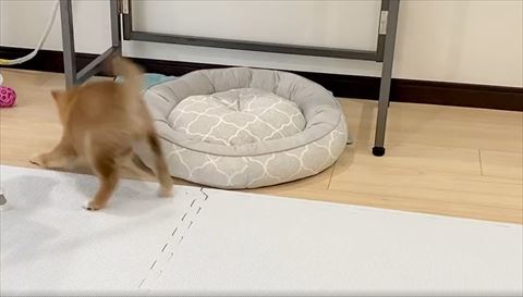 ボールに立ち向かう