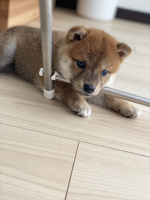 パイプにアゴのせてる