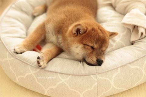 犬用ベッドで寝てる