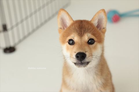 最近のなつめちゃん正面