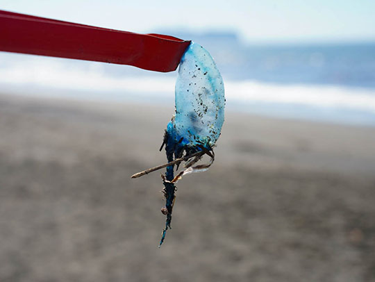湘南海岸にカツオノエボシ大量漂着