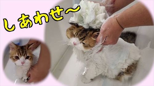 シャンプーされるコロタくん