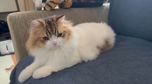 モコモココロタくん