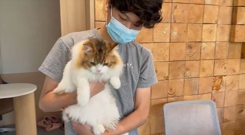 落ち着かない猫