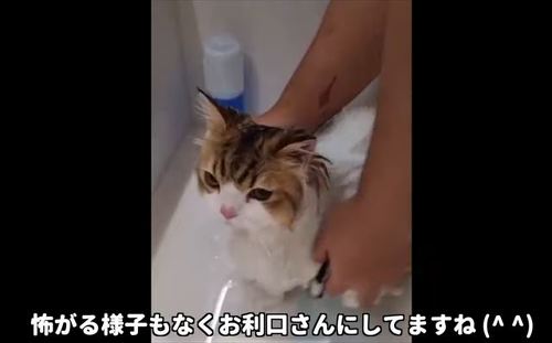 シャンプー中の猫