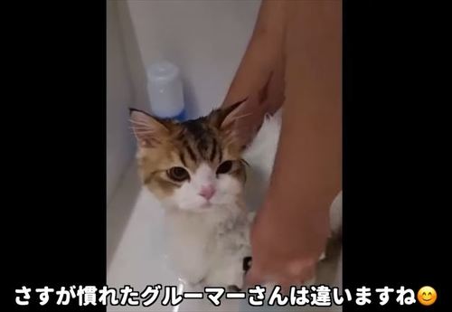 シャンプー中の猫
