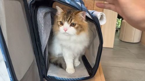 ふわふわになった猫