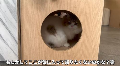 帰りたくない猫
