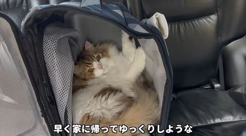 車内の猫