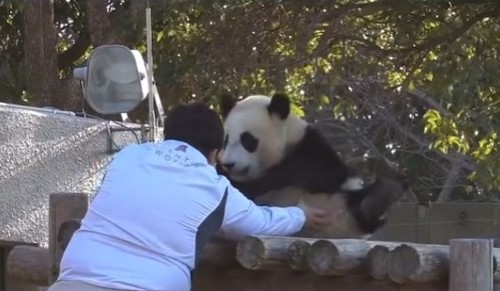 帰りたくない楓浜
