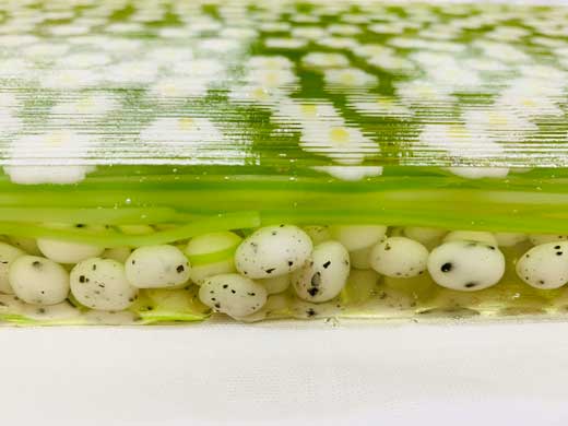 梅花藻 和菓子 上生菓子