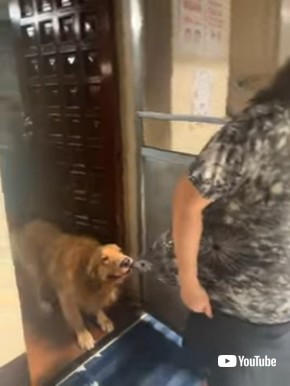 服を引っ張る犬