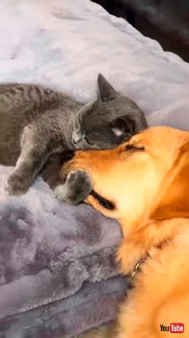 犬の顔を抱きしめる猫