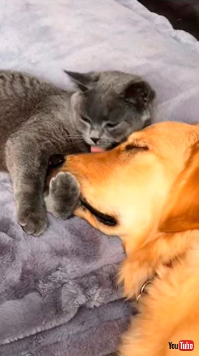 犬の鼻をなめる猫