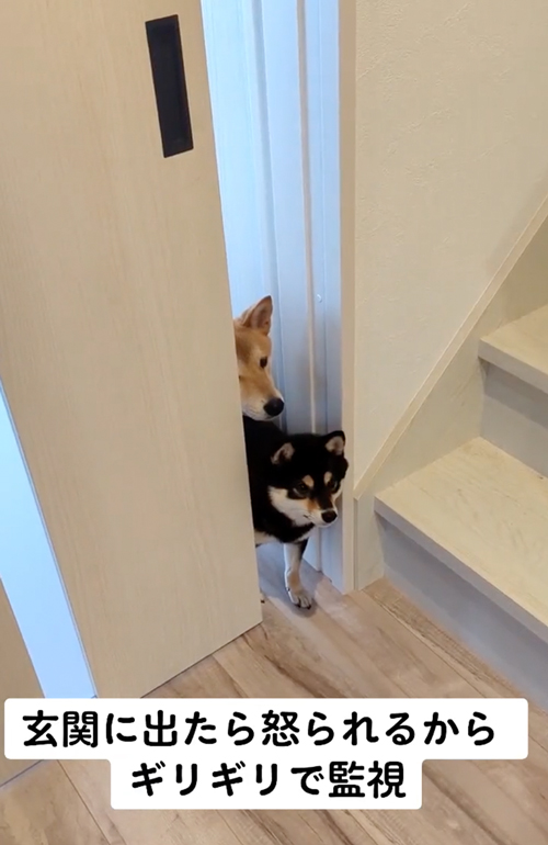 のぞきにきた柴犬