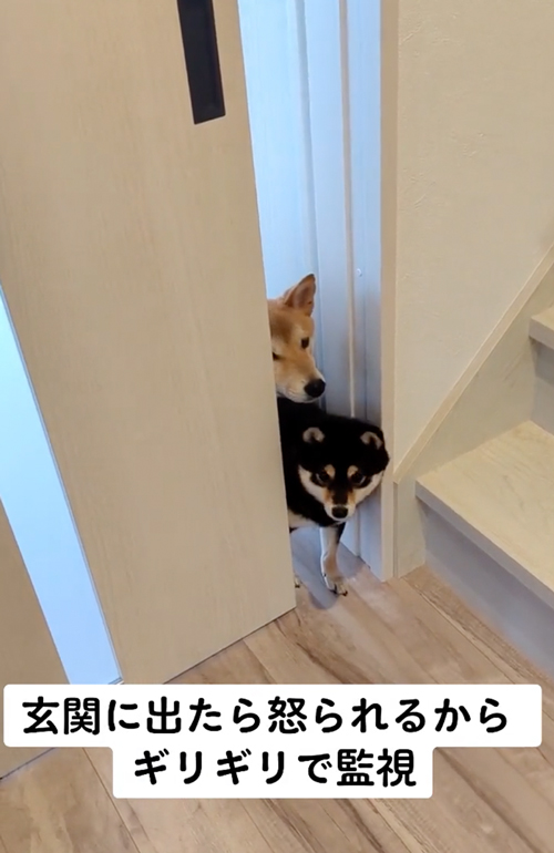 ギリギリを攻める2匹