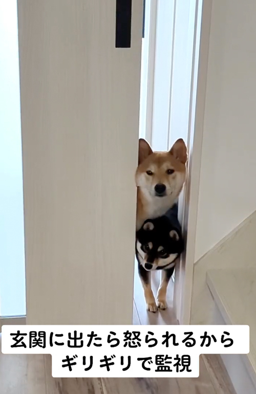 上下に並ぶ柴犬