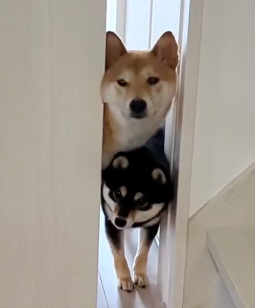 上下に並ぶ柴犬