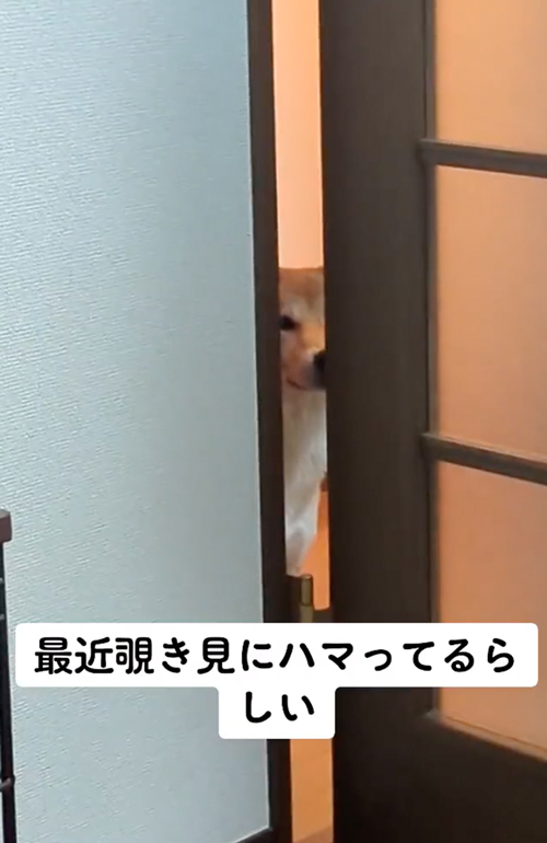 のぞき見するむぎくん