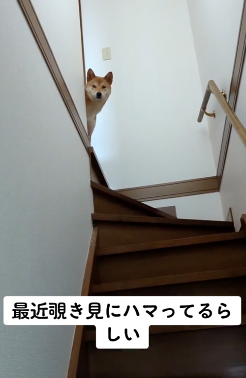 のぞき見するむぎくん