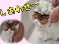【人気動物YouTuberインタビュー】初めてプロにシャンプーされた猫、ふわっふわに！　あわあわでお利口さんな姿がとってもかわいい