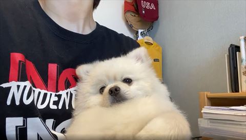 眠そうに左の方見てる