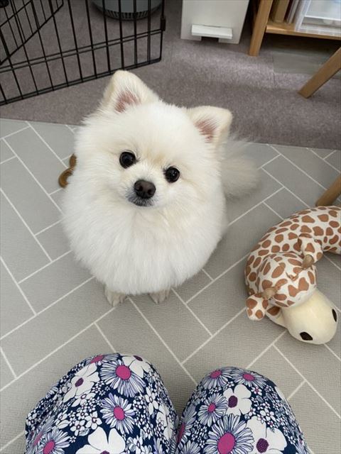 お座りして首かしげてる