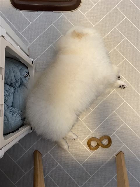 床に横たわってる