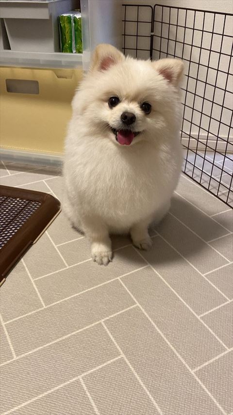 お座りして笑顔