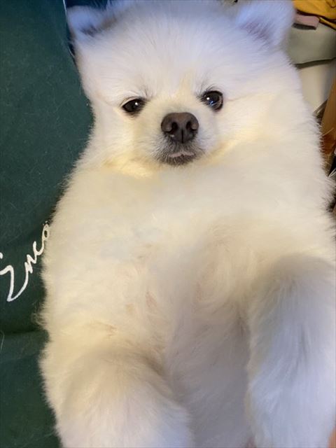 舌だして寝っ転がってる