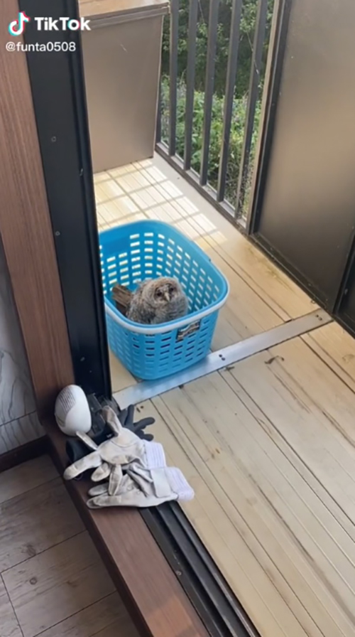 洗濯カゴファン太くん