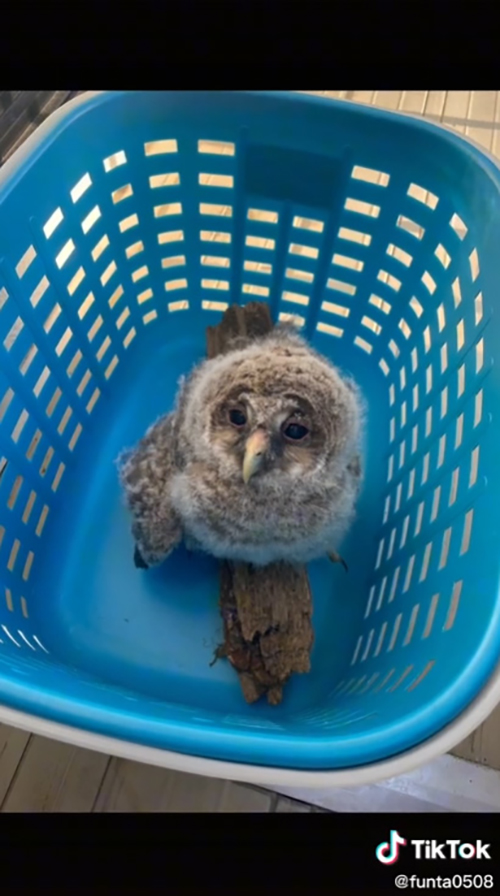 洗濯カゴファン太くんアップ