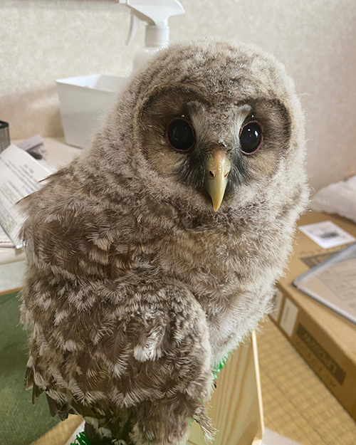 ファン太くん接写