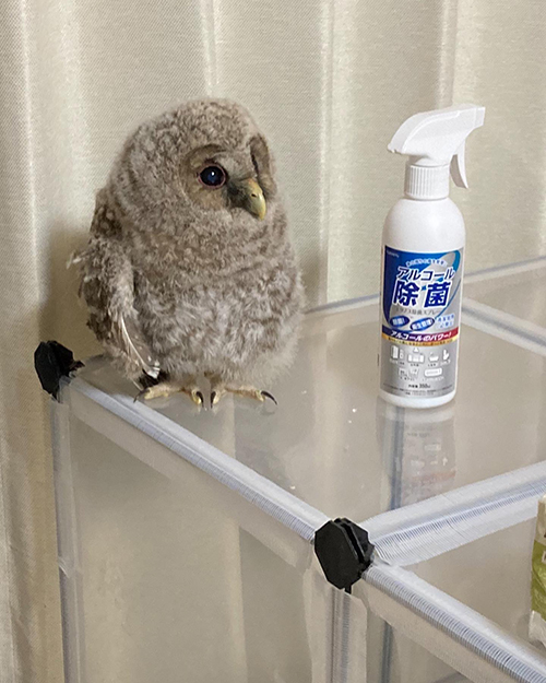 脱走ファン太くん