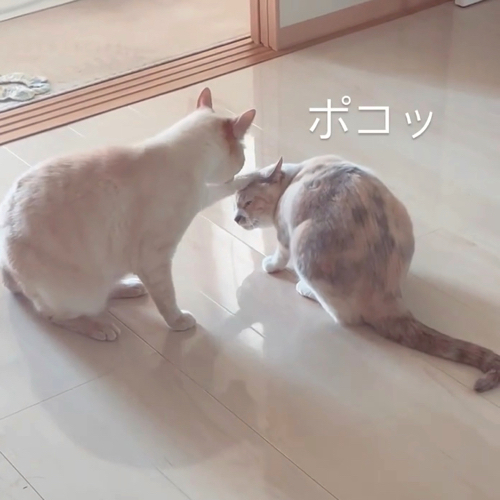 目を閉じる妹猫