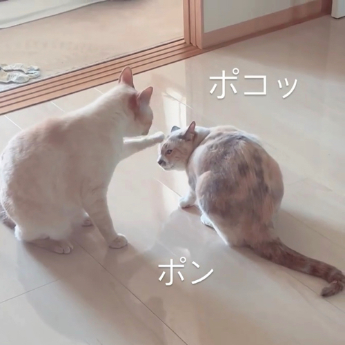猫パンチする猫