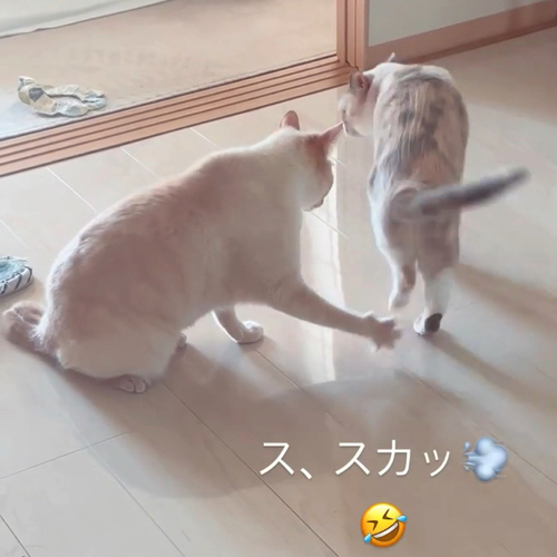 猫
