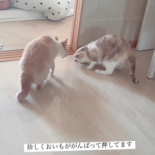 圧倒される妹猫