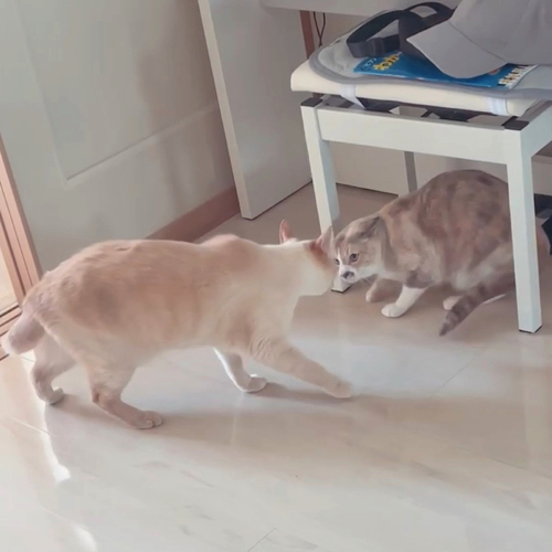 後退りする猫