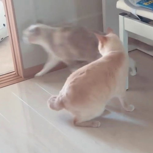 すり抜けていく猫