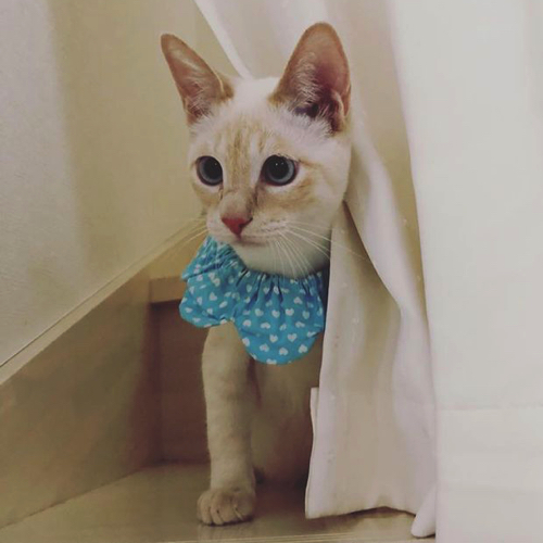猫