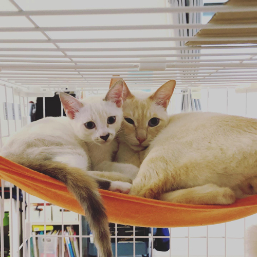 猫