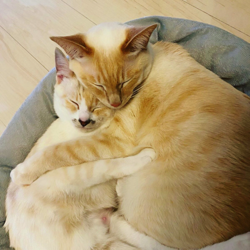 猫