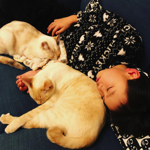 猫