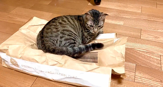 紙袋の中に猫